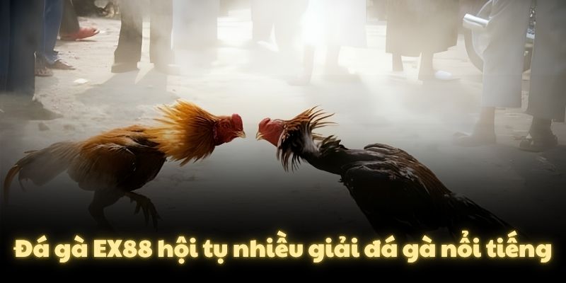 Đá gà EX88 hội tụ nhiều giải đá gà nổi tiếng