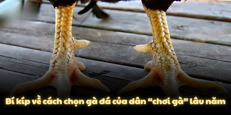 Bí kíp về cách chọn gà đá của dân “chơi gà” lâu năm