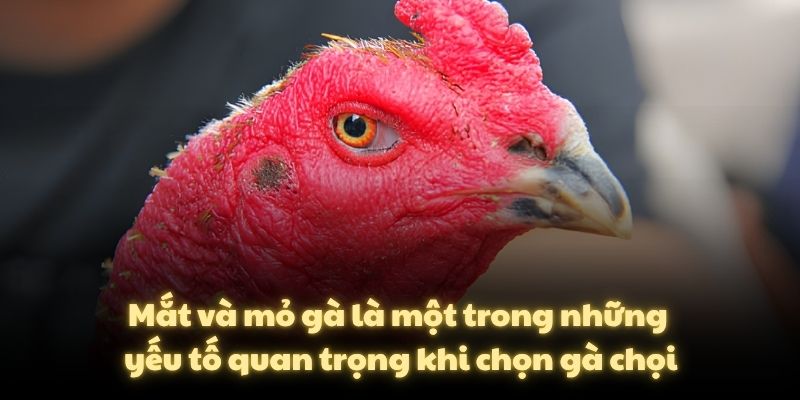 Mắt và mỏ gà là một trong những yếu tố quan trọng khi chọn gà chọi