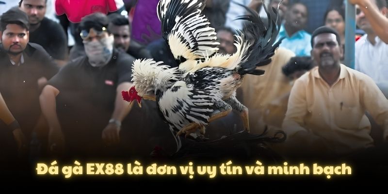 Đá gà EX88 là đơn vị uy tín và minh bạch
