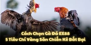 Cách Chọn Gà Đá EX88: 5 Tiêu Chí Vàng Săn Chiến Kê Bất Bại