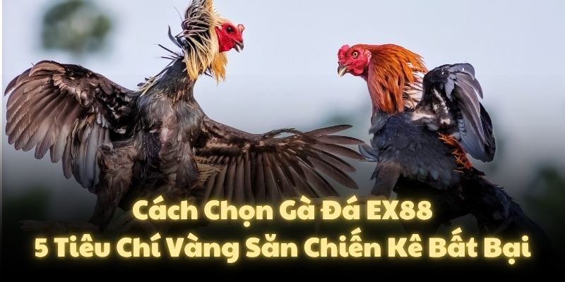 Cách Chọn Gà Đá EX88: 5 Tiêu Chí Vàng Săn Chiến Kê Bất Bại