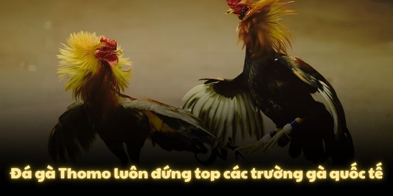 Đá gà Thomo luôn đứng top các trường gà quốc tế