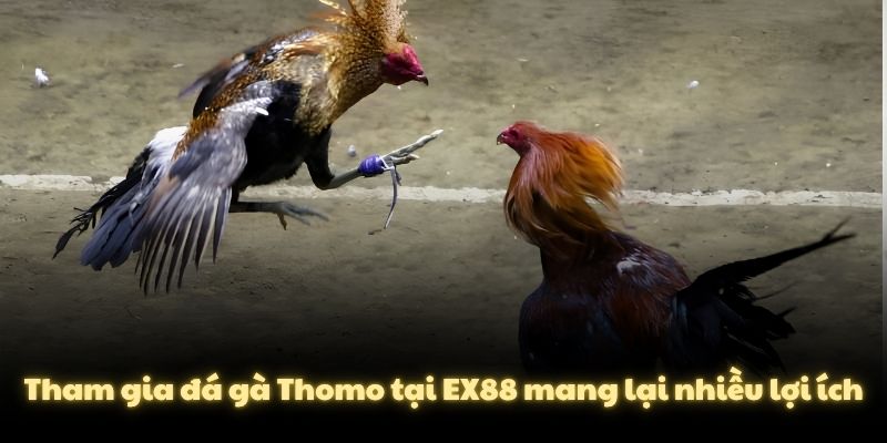 Tham gia đá gà Thomo tại EX88 mang lại nhiều lợi ích