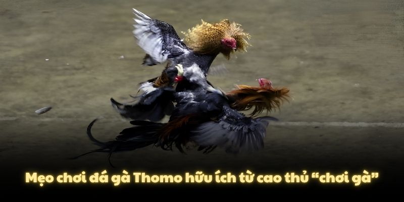 Mẹo chơi đá gà Thomo hữu ích từ cao thủ “chơi gà”