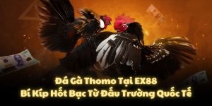 Đá Gà Thomo Tại EX88: Bí Kíp Hốt Bạc Từ Đấu Trường Quốc Tế